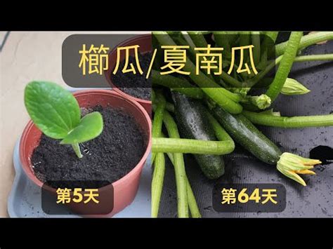 節瓜種植陽台